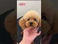 もふもふからスッキリベアに（カット解説付き） プードル トリミング 犬 poodle