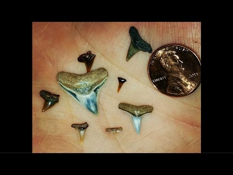 Myrtle Beach Shark Teeth (Collecting Tips & much more!) Myrtle Beach Shark Teeth (Collecting Tips & much more!)