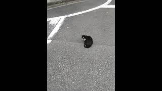 毎朝同じ場所にいて‥近づいて行っても全く動じない猫‥‥車に轢かれせんかとヒヤヒヤするから、もう少し隅のほうに移動してくれんかな