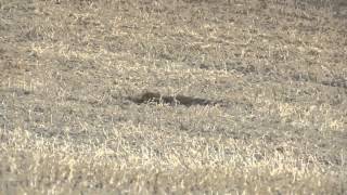 338 lapua vs gophers.