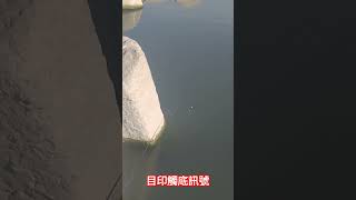 沒訊號不代表不咬，有時只是訊號很小 #500七星標釣組 #500肝蝦餌 #fishing