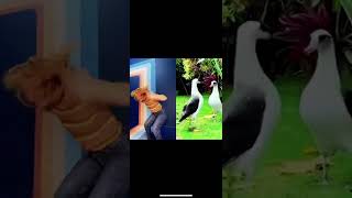 Smac vs Animals #shorts #animals #interpretivedance #funnyanimals #humansvsanimals #smac #shorts30