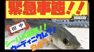 お休み委員会【緊急!!】【アクアリウム】シーバス飼育〜田中が魚の病気ウーディニウム病を発症した！！〜