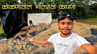 @KokaniSanketVlogs कोकणातील भातशेती कापणी, भातशेती कापून संपली 🤗 #भातकापणी #riceharvesting #kokan