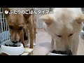 大好物の鶏レバー！【保護犬たちの晩ごはん】