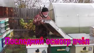 Последний осмотр пчёл