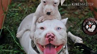 Kanlı yasa (Pitbull katilleri) yakın yasaları onlar yaşamalı