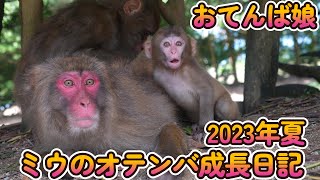 【赤ちゃん・ニホンザル・４K動画】止まらないミウちゃん　2023年夏