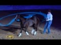 clinton anderson with his amazing horse