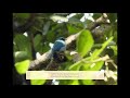 verditer flycatcher eumyias thalassinus