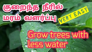 Grow trees with less water । குறைந்த நீரில் மரம் வளர்க்க। plant grow tips | #இயற்கை #nature