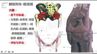 解剖列車25 - 前深線：后下方軌道，從大收肌到肛提肌