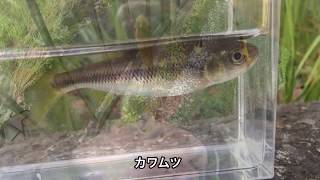 生きエサを使わない釣り入門／カワムツ 黒目川でちょい釣りレポート 2018.3.30