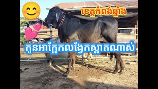 Ep:14 កូនអាក្អែកលង្វែកនៅខេត្តកំពង់ឆ្នាំង #mathsaly #ox #ចៅម៉ារីអូ