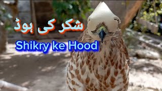 Shikray ke Hood banay ka Asan tareeka Amazing #shikra#Hood#bukharishok #wildlife  #pettraining