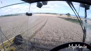 Harvisting wheat with New Holland TF 46 2017 Harvest