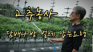 담배나방 벌레 잡는 요령 [고추농사] 고추재배 - 텃밭가꾸기