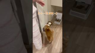 主をオヤツの棚へ誘導する猫🐾