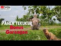 Berburu Tekukur di area sawah Kaget muncul Predator pemakan ayam warga.Bonus poin Garangan nakal