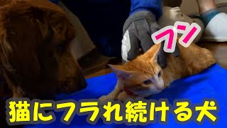 【ダップー犬】【野良猫】しつこい男は嫌われる　Persistent dog \u0026 cool cat