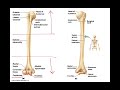 Appendicular Skeleton