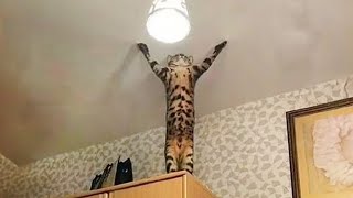 The very best and funniest CAT moments 😅Funny Pet s 2024