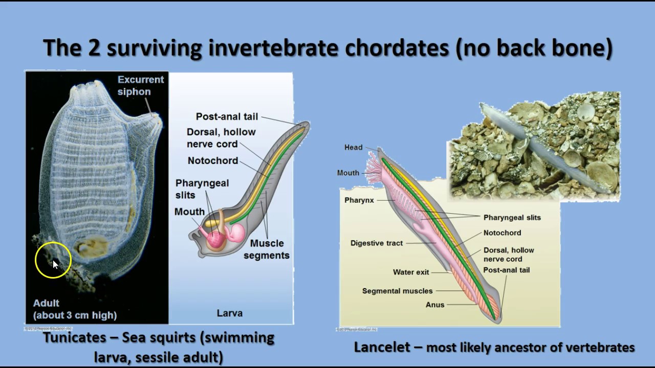 Unit 14 - Echinoderms And Chordates - YouTube