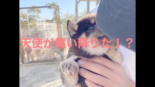 I found a cute Japanese dog, Shiba Inu