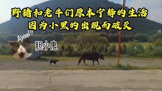 多合寺第一天，野猪和老牛们原本宁静的生活因为小黑的出现而破灭  #樂浪星 #流浪 #流浪生活 #萌宠 #騎行