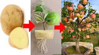 Grow jujube from fruit on potatoes - grafting chinese apple from fruit on potatoes