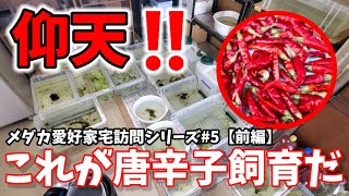 仰天‼️誰もが驚く唐辛子飼育でメダカを病気から守る事ができる【和歌山県/めだか愛好家宅訪問シリーズ#5】冬場の室内飼育方法.カマスの帝王編.安らぎAQUAちゃんねる