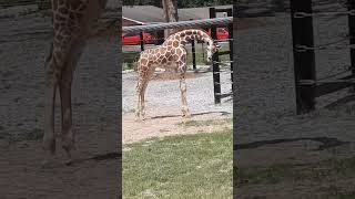 LOOK AT THIS FEMALE GIRAFFE POSING FOR THE CAMERA 🦒  📷