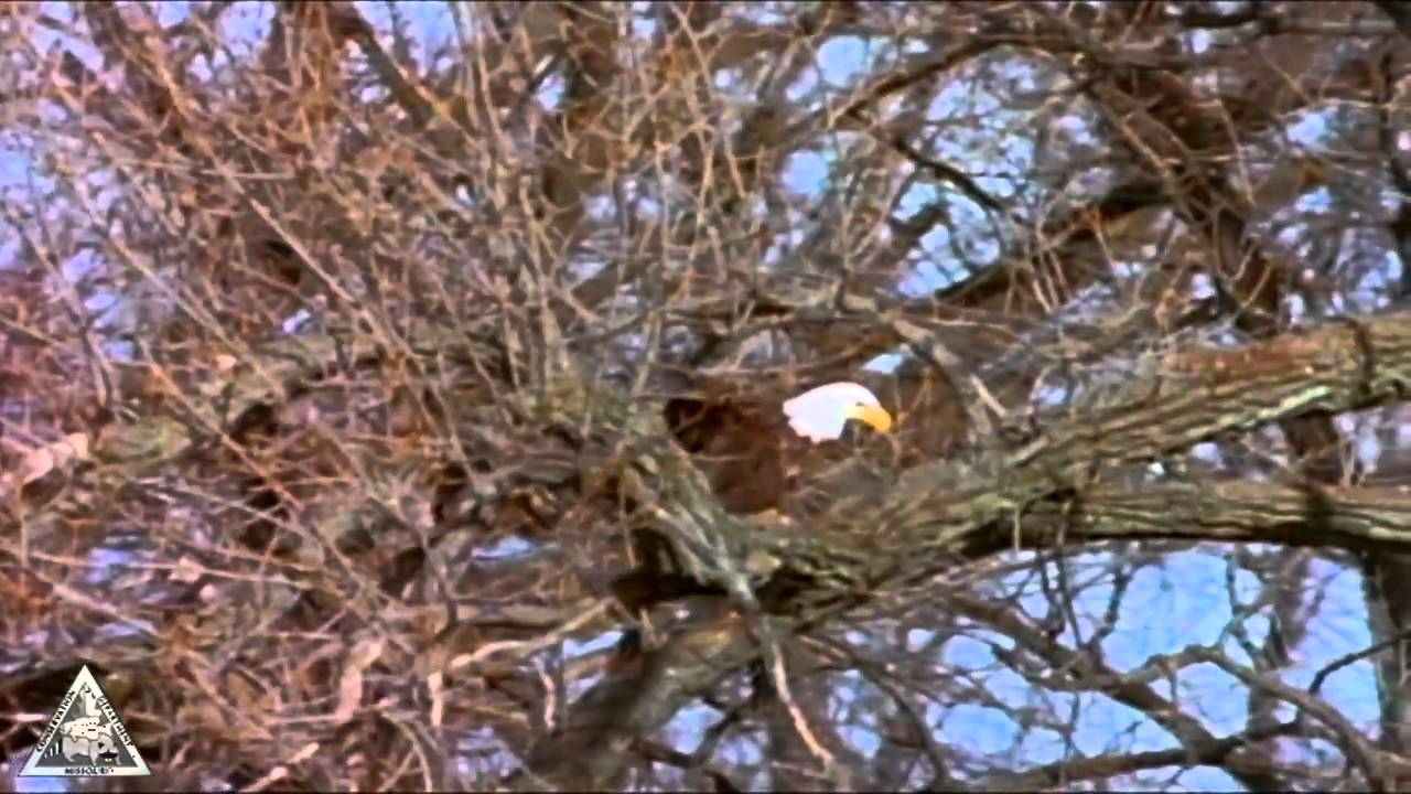 Soaring Eagles Music Video Youtube