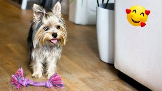 Adorable Yorkie Puppies: Hilarious Compilation