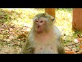 very lovely braina successful got love from king mak macaque mak was grooming for braina with love