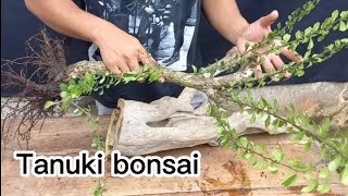 Membuat bonsai tanuki dari bahan hokiantea