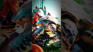 Giant turtle sea 🐢you never see#sea#turtle #giant #viralvideo