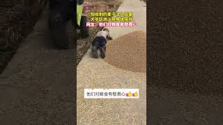 粒粒皆辛苦，怕收割的麦子流入田里，大爷趴地上用身体阻挡，“他们对粮食有敬畏心”❤️