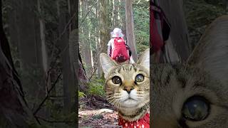 #cat #保護猫 #キジトラ猫 #保護猫を家族に #猫動画