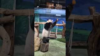 聽說垂掛蘿蔔會引來圓仔 這個實驗CP值超高 #panda #yuanzai #熊猫 #動物