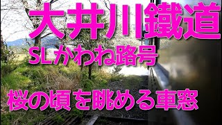 大井川鐵道　SLかわね路号　桜の頃を眺める車窓