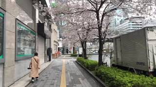 【Tokyo cherry blossoms】2020.03.28