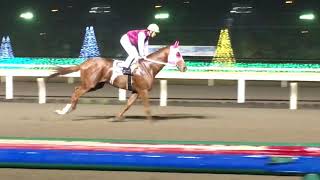 2018.11.9 船橋🐎7R ヴィガー\u0026川島正太郎騎手 返し馬