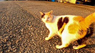 夕方の漁港で背中にハートを持つ三毛猫がモフられにきた