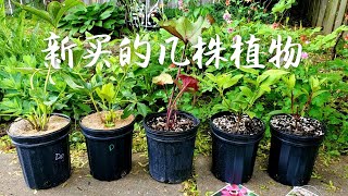 新买的几株植物，看看我从7.99苗圃买了什么