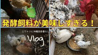 【完食】おかわり続出！手作り発酵飼料が美味すぎて喜びまくるニワトリ【沖縄田舎暮らし】