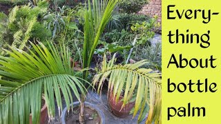 #bottlepalm #tree Everything About bottle palm