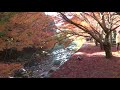 大寧寺、音信川の瀬音と紅葉