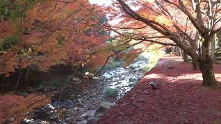 大寧寺、音信川の瀬音と紅葉