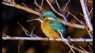 カワセミ狛江地区お父さん往路 2025 01 29 #カワセミ #野鳥 #birds #wildlife #nature #自然観察ぶらり散歩